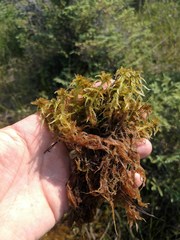 Sphagnum majus