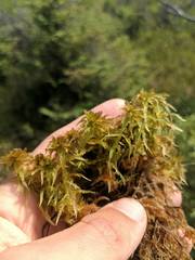 Sphagnum majus
