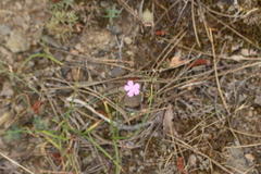 Dianthus humilis