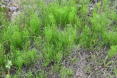 Equisetum arvense