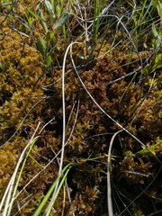 Sphagnum majus