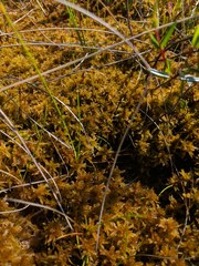 Sphagnum majus