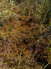 Sphagnum majus