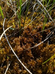 Sphagnum majus