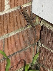 Plestiodon