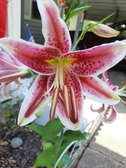 Lilium speciosum