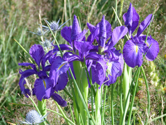 Iris latifolia