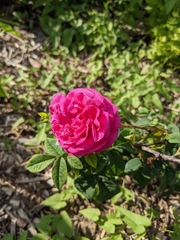 Rosa rugosa