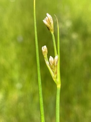 Juncus subnodulosus