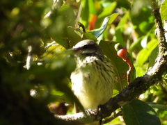 Myiodynastes luteiventris