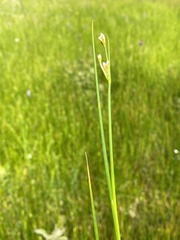 Juncus subnodulosus