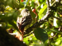 Myiodynastes luteiventris