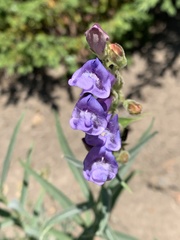 Penstemon lyallii