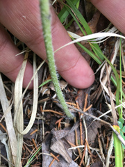 Lithospermum parviflorum