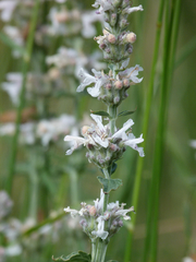 Nepeta nepetella