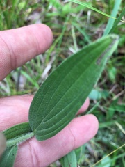 Lithospermum parviflorum