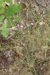 Dianthus humilis