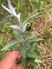 Lithospermum parviflorum