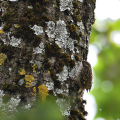 Certhia brachydactyla
