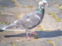 Columba livia domestica