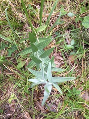 Lithospermum parviflorum