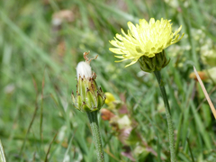 Crepis albida