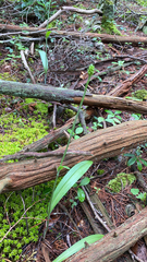 Platanthera clavellata