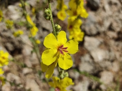 Verbascum sinuatum