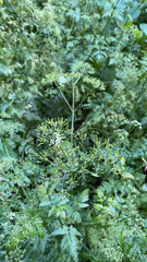 Anthriscus sylvestris