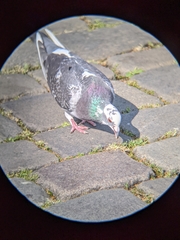 Columba livia domestica
