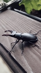 Lucanus