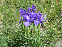 Iris latifolia