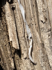 Cestoda