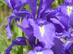 Iris latifolia