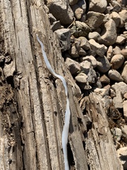 Cestoda