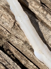 Cestoda