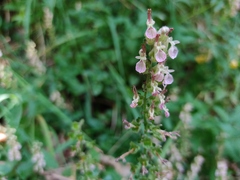 Teucrium siculum