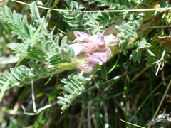Astragalus sempervirens