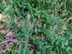 Teucrium siculum