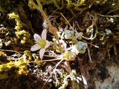 Sedum dasyphyllum