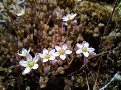 Sedum dasyphyllum