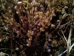 Sedum dasyphyllum