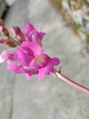 Antirrhinum majus