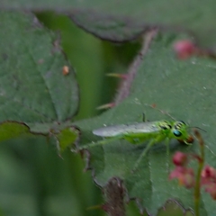 Rhogogaster punctulata