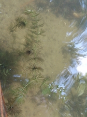Ceratophyllum submersum