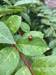 Coccinella septempunctata