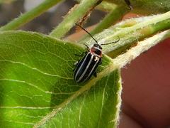 Disonycha pensylvanica
