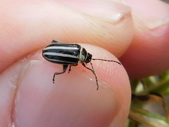 Disonycha pensylvanica