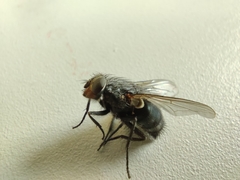 Calliphoridae
