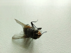 Calliphoridae